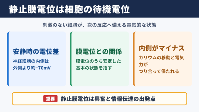 静止膜電位の意味と結論
