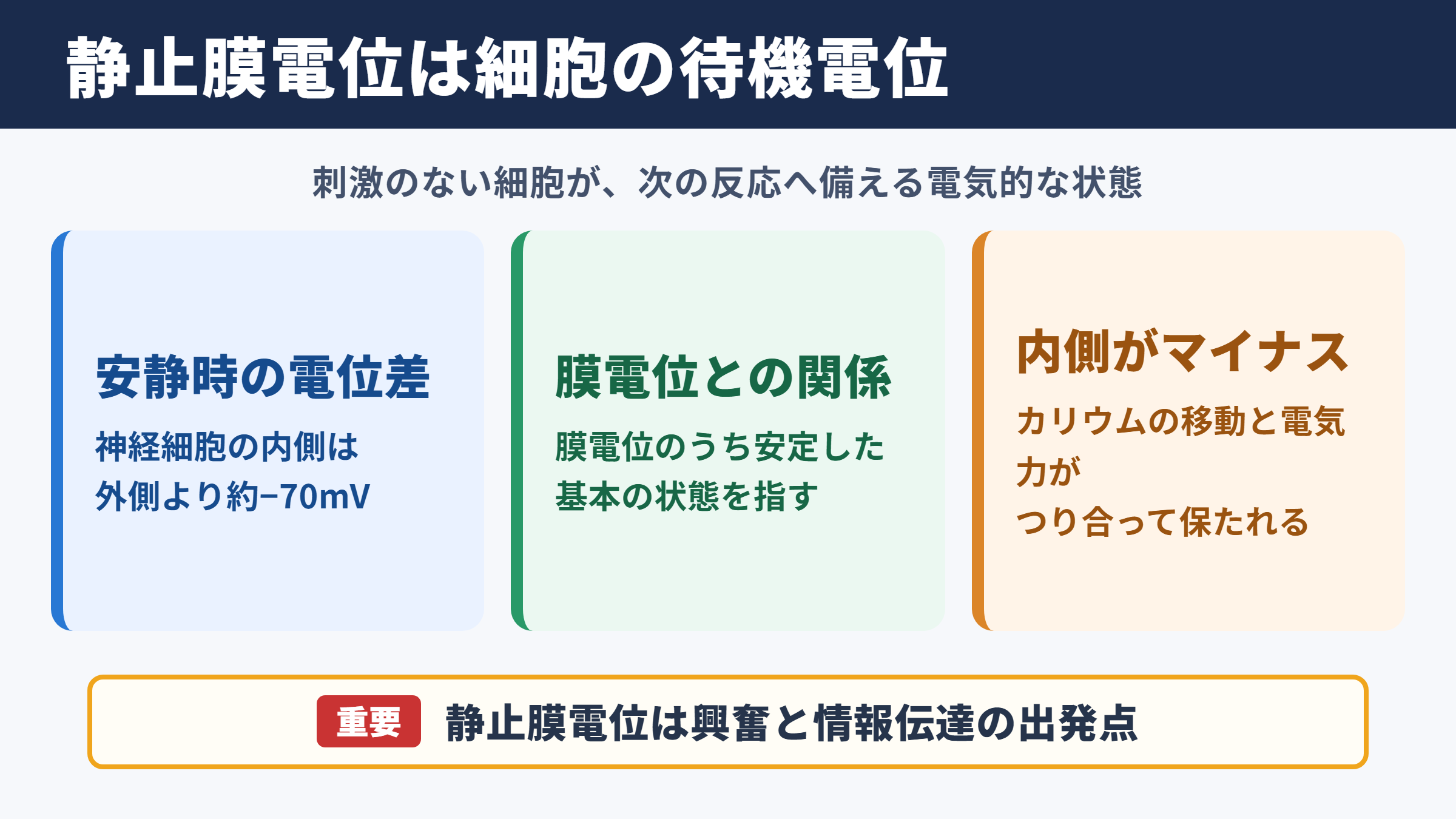 静止膜電位の意味と結論