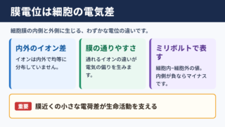 膜電位の意味と基本的な結論