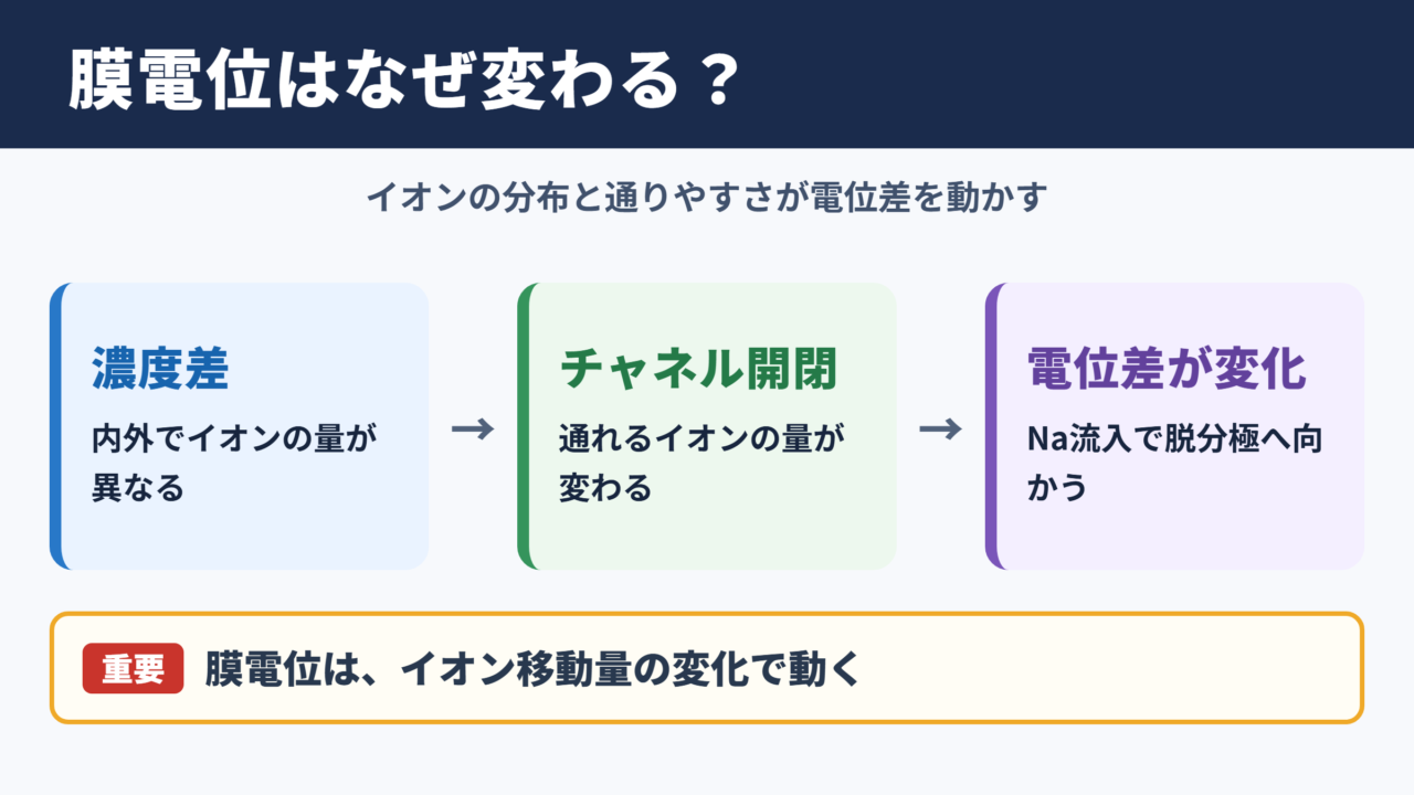 膜電位の変化が起こる理由