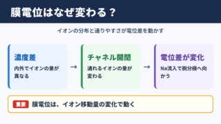 膜電位の変化が起こる理由