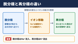 脱分極と再分極の違い