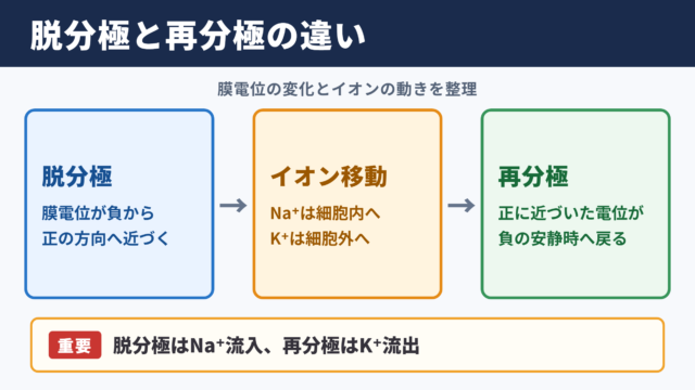 脱分極と再分極の違い