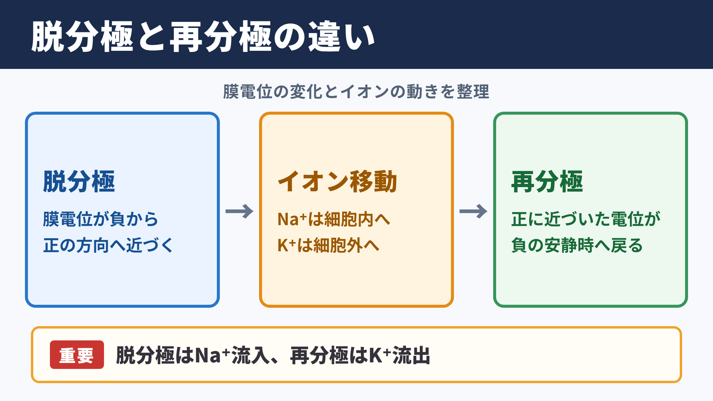 脱分極と再分極の違い