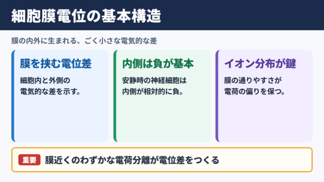 細胞膜電位の意味と基本構造