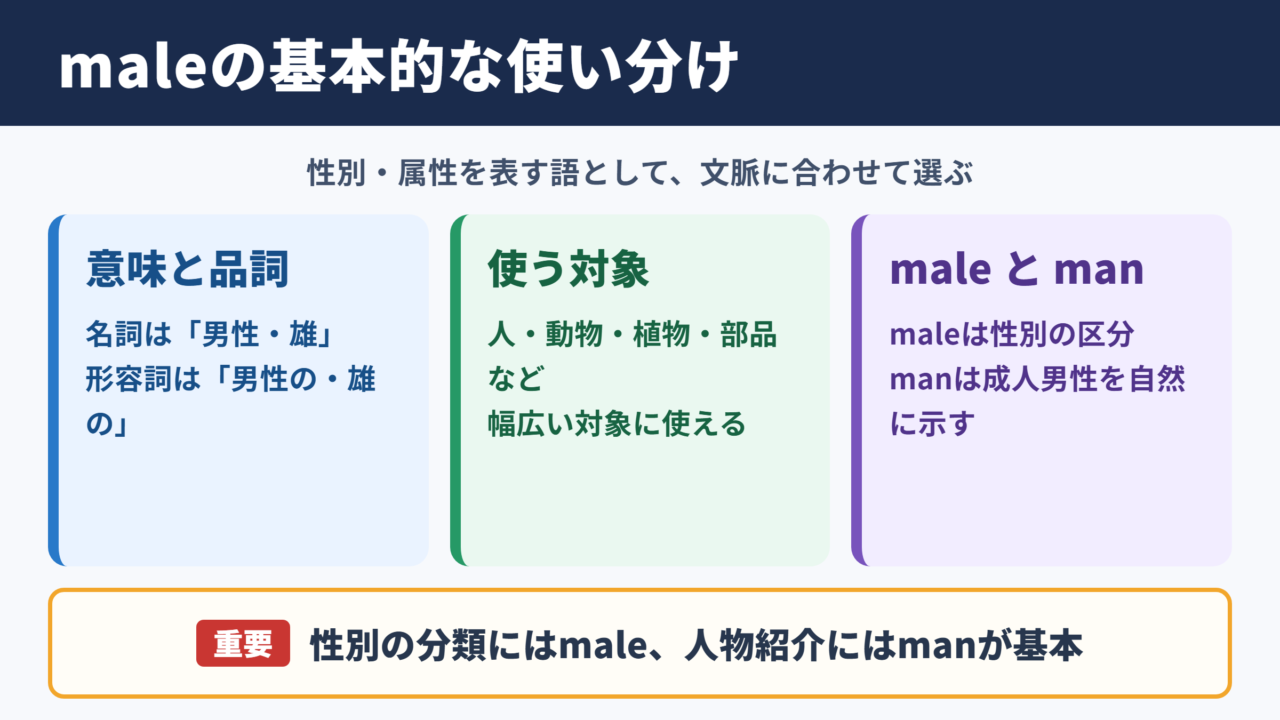 maleの基本的な意味と使い分け