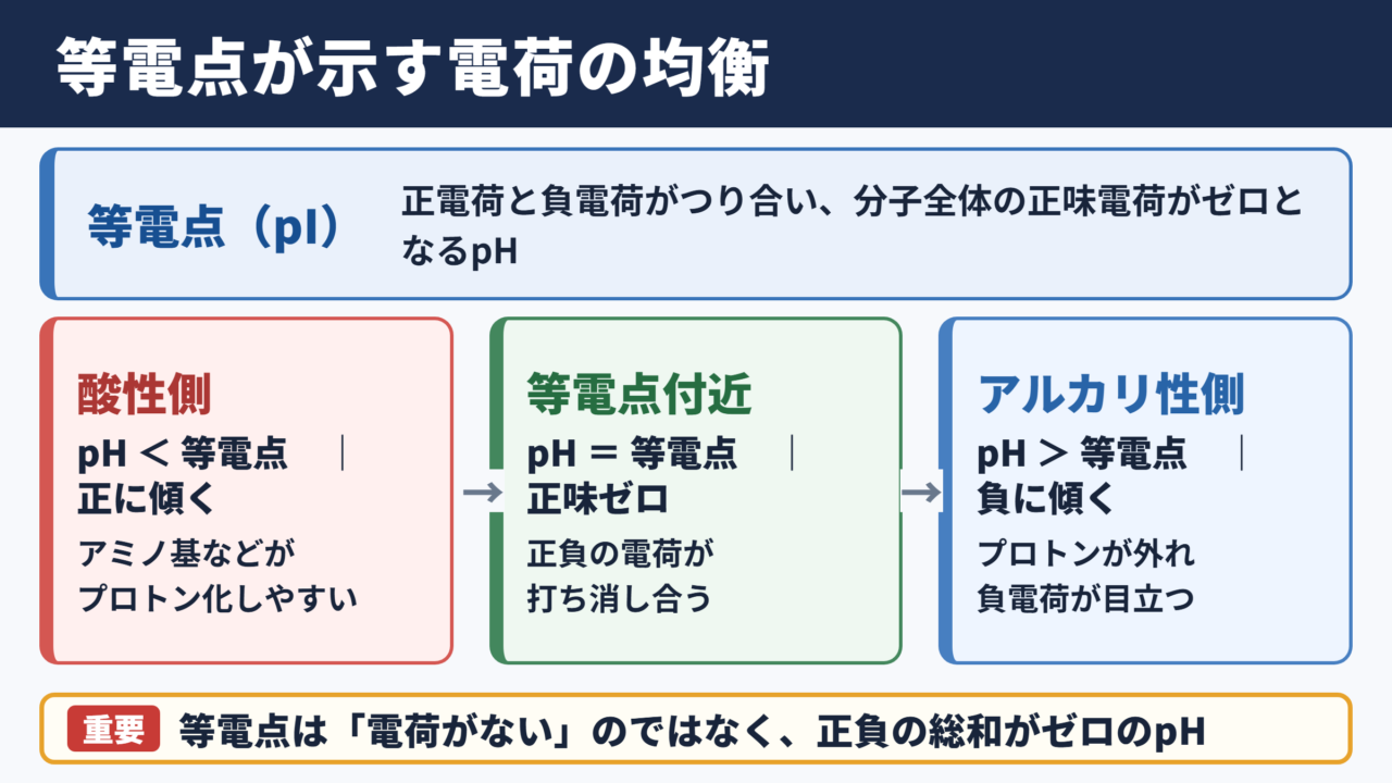 等電点の意味と電荷の均衡