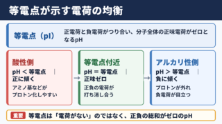 等電点の意味と電荷の均衡
