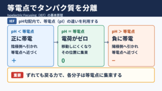 等電点電気泳動の意味と分離原理