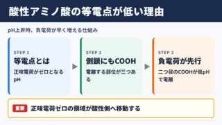 酸性アミノ酸の等電点が低い理由
