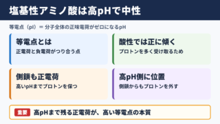 塩基性アミノ酸の等電点の結論